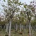 红花紫荆5～20公分基地直销规格齐全欢迎老板来电咨询