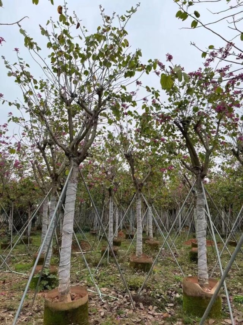红花紫荆5～20公分基地直销规格齐全欢迎老板来电咨询