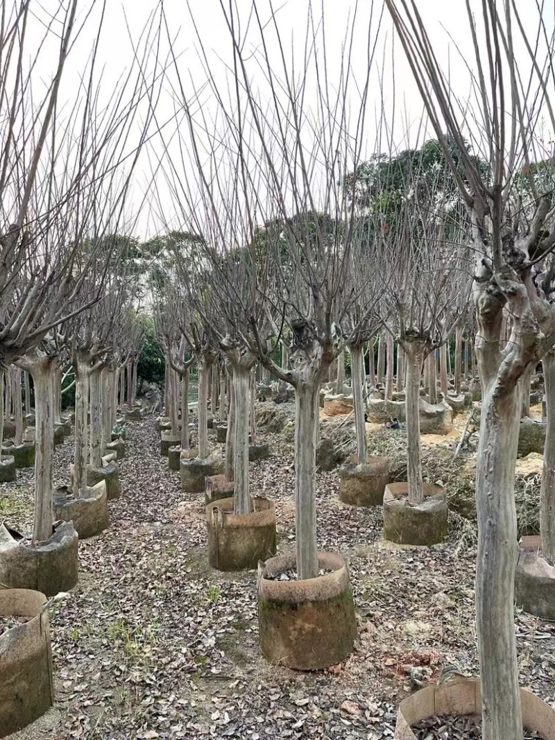 红火箭紫薇基地直销规格齐全欢迎老板前来咨询合作
