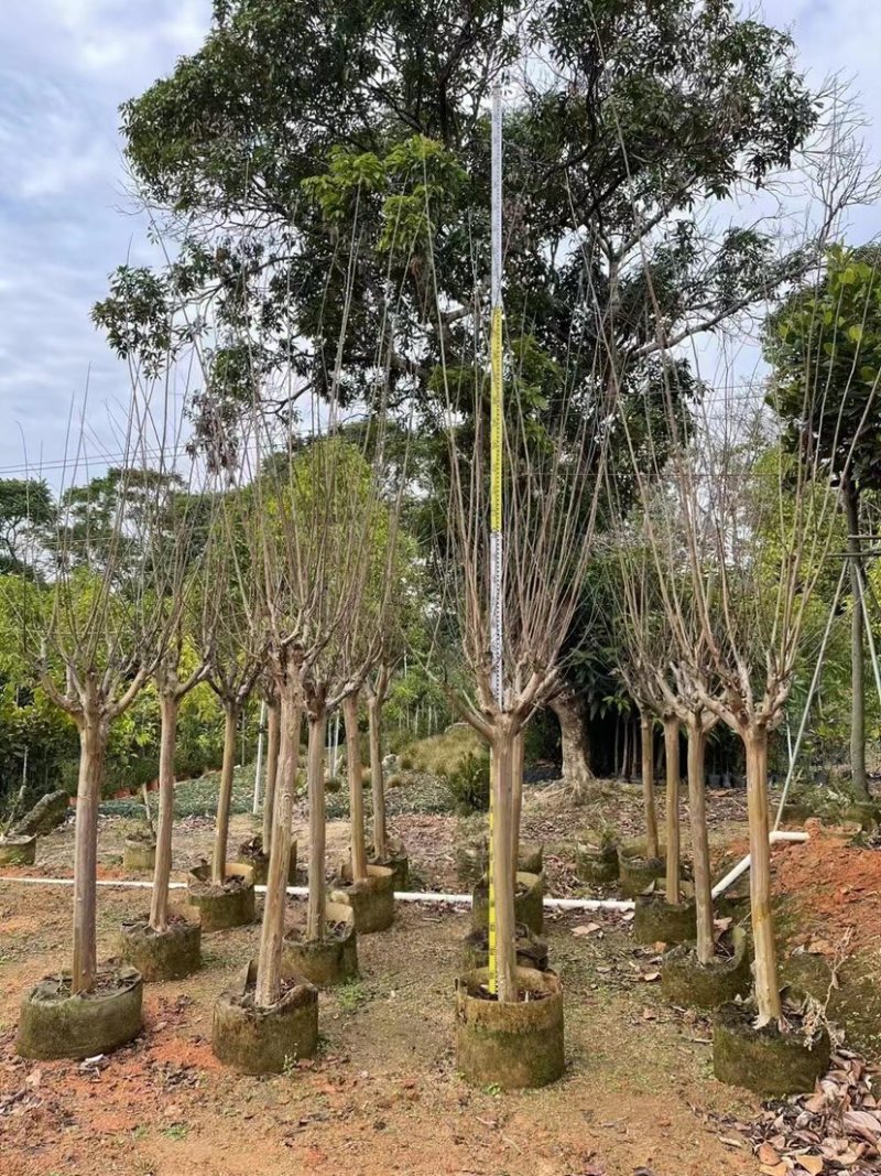 红火箭紫薇基地直销规格齐全欢迎老板前来咨询合作