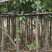 高山榕基地直销规格齐全欢迎老板来电咨询合作