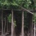 高山榕基地直销规格齐全欢迎老板来电咨询合作