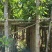 高山榕基地直销规格齐全欢迎老板来电咨询合作
