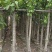 高山榕基地直销规格齐全欢迎老板来电咨询合作
