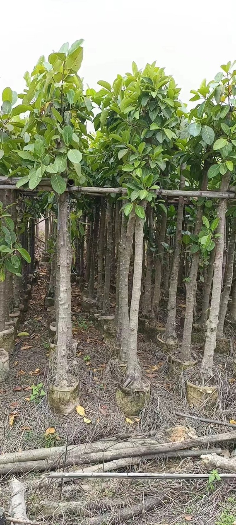 高山榕基地直销规格齐全欢迎老板来电咨询合作
