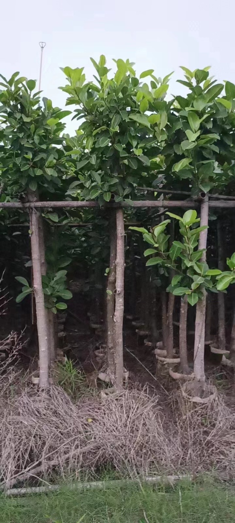 高山榕基地直销规格齐全欢迎老板来电咨询合作
