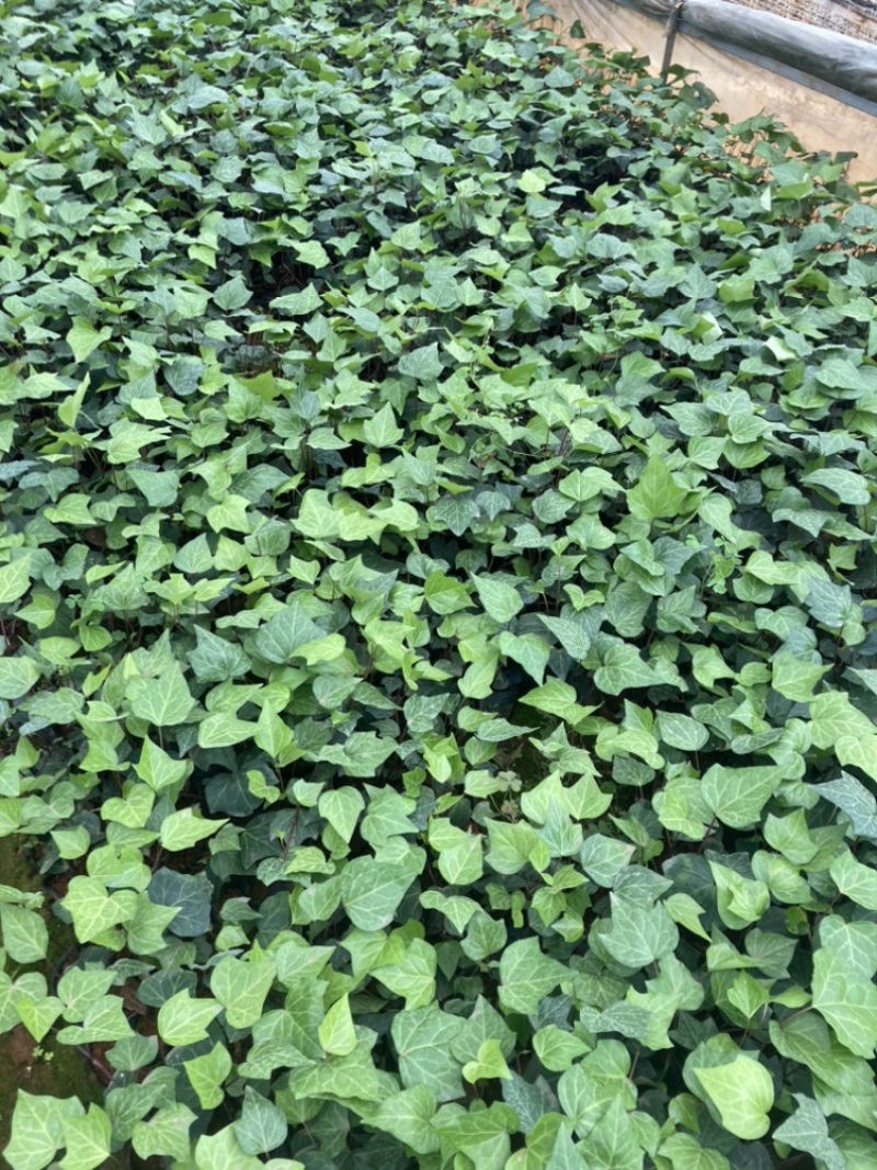 小袋常青藤苗圃精选大量供应量大从优基地直销