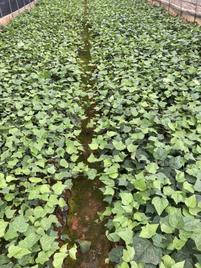 小袋常青藤苗圃精选大量供应量大从优基地直销