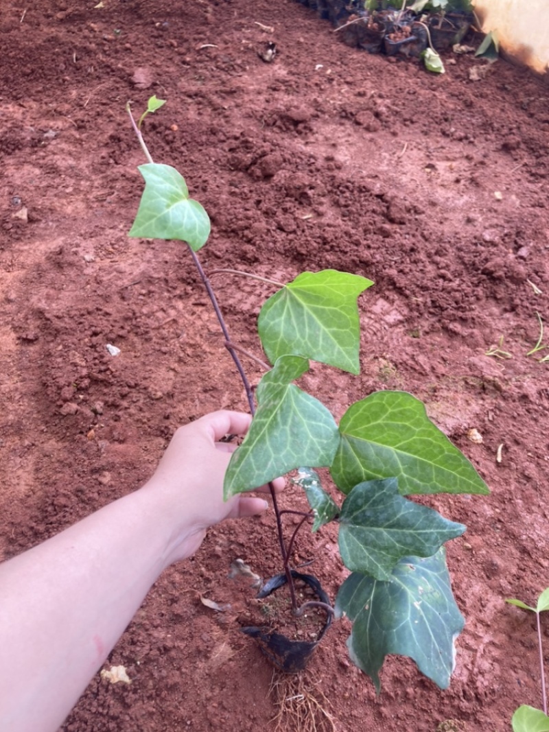小袋常青藤苗圃精选大量供应量大从优基地直销