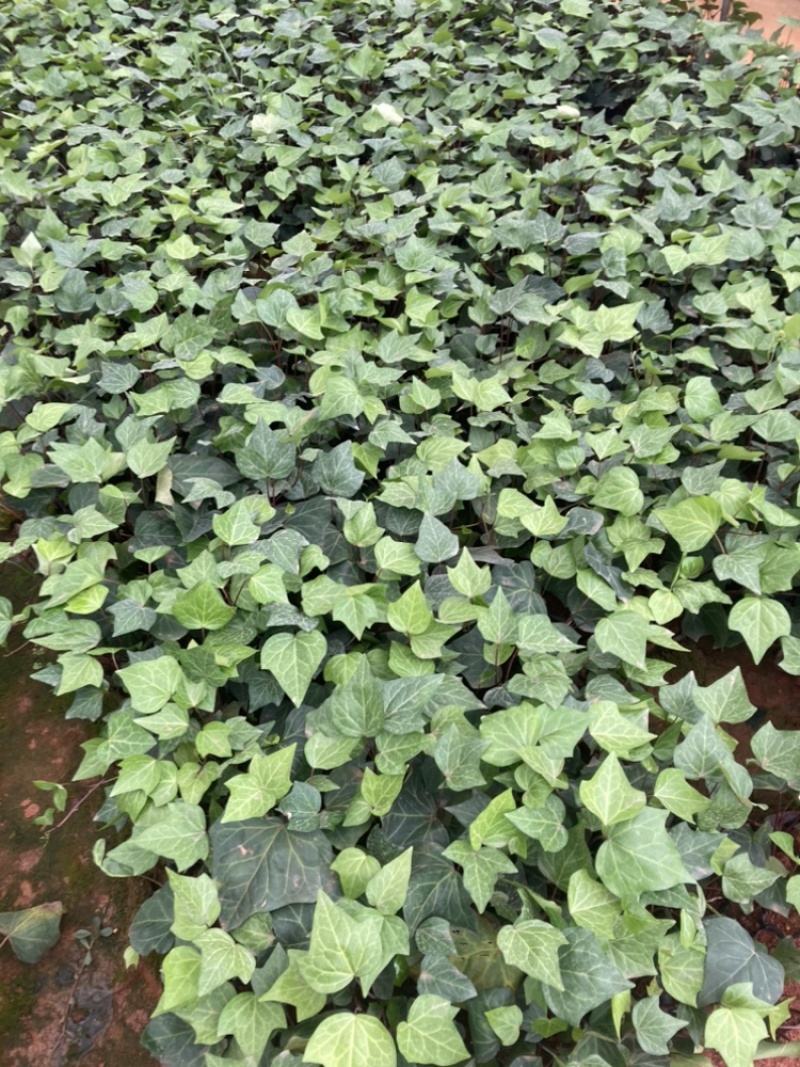 小袋常青藤苗圃精选大量供应量大从优基地直销