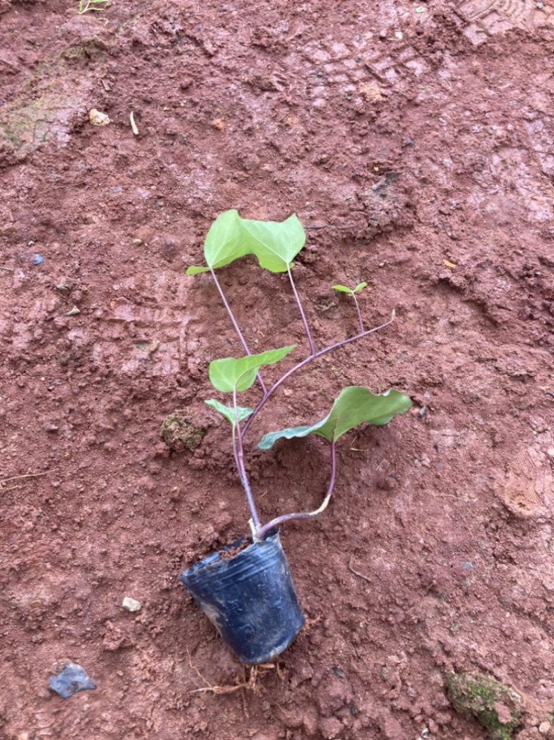 小袋常青藤苗圃精选大量供应量大从优基地直销