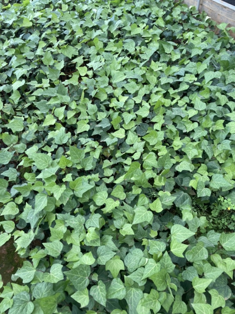 小袋常青藤苗圃精选大量供应量大从优基地直销