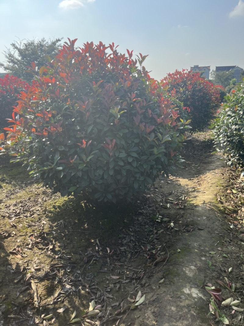 自家苗圃低价出售冠幅1.5-1.8米红叶石楠球，
