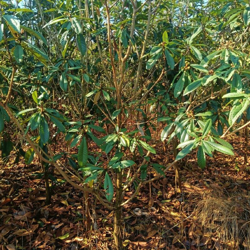 枇杷，3-6公分规格齐全数量10万株。
