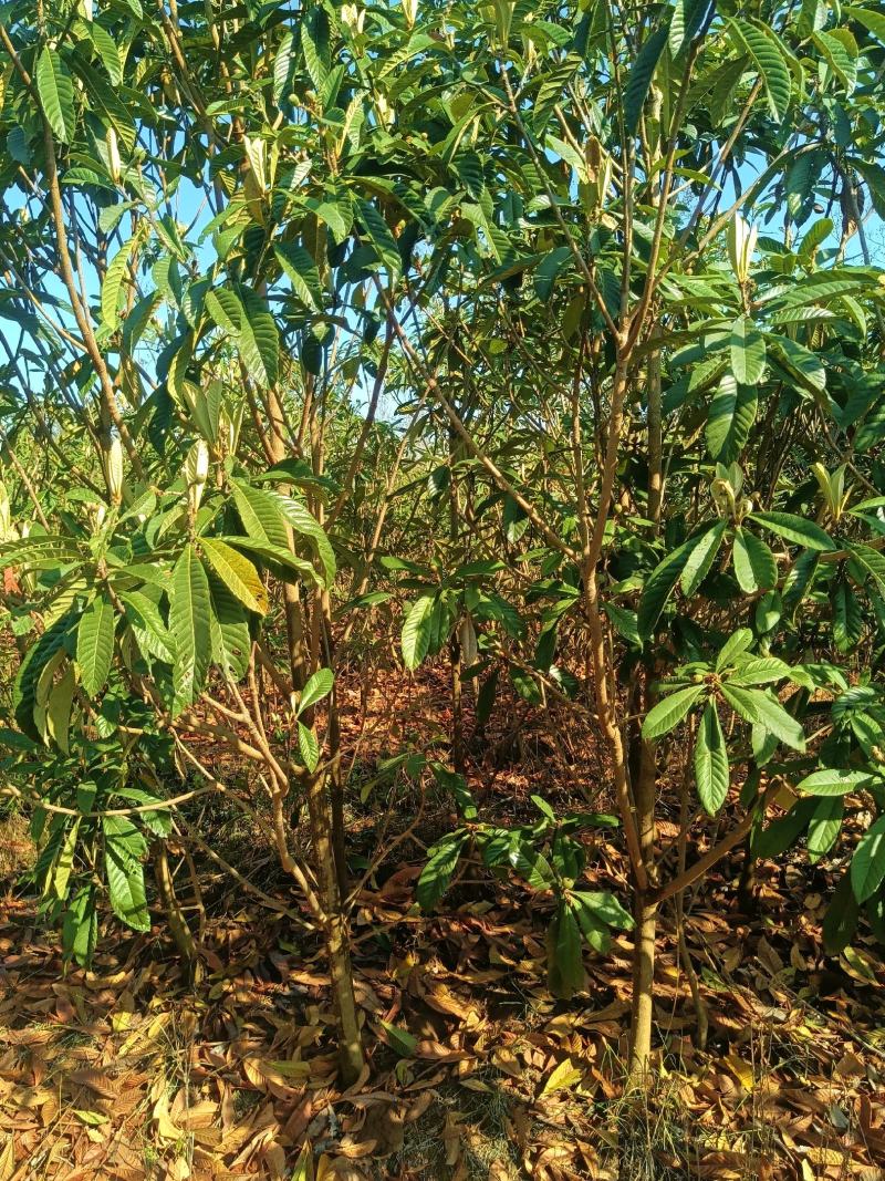 枇杷，3-6公分规格齐全数量10万株。
