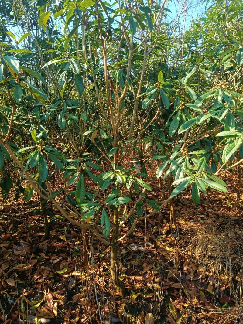 枇杷，3-6公分规格齐全数量10万株。