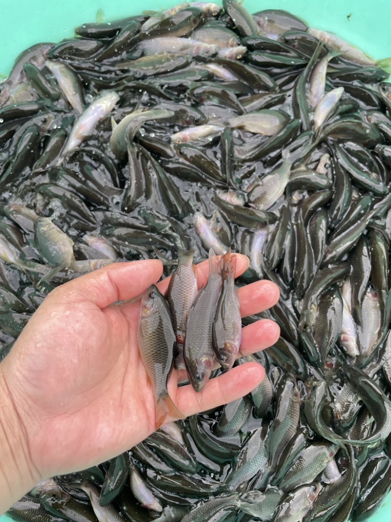 禾花鲤鱼苗，技术指导养殖规划，可以高密度养殖成活率高