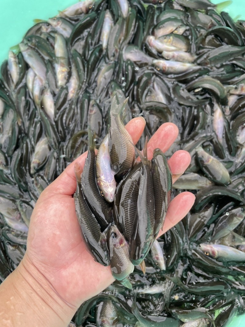 禾花鲤鱼苗，技术指导养殖规划，可以高密度养殖成活率高