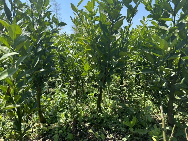 纽荷尔挤橙苗