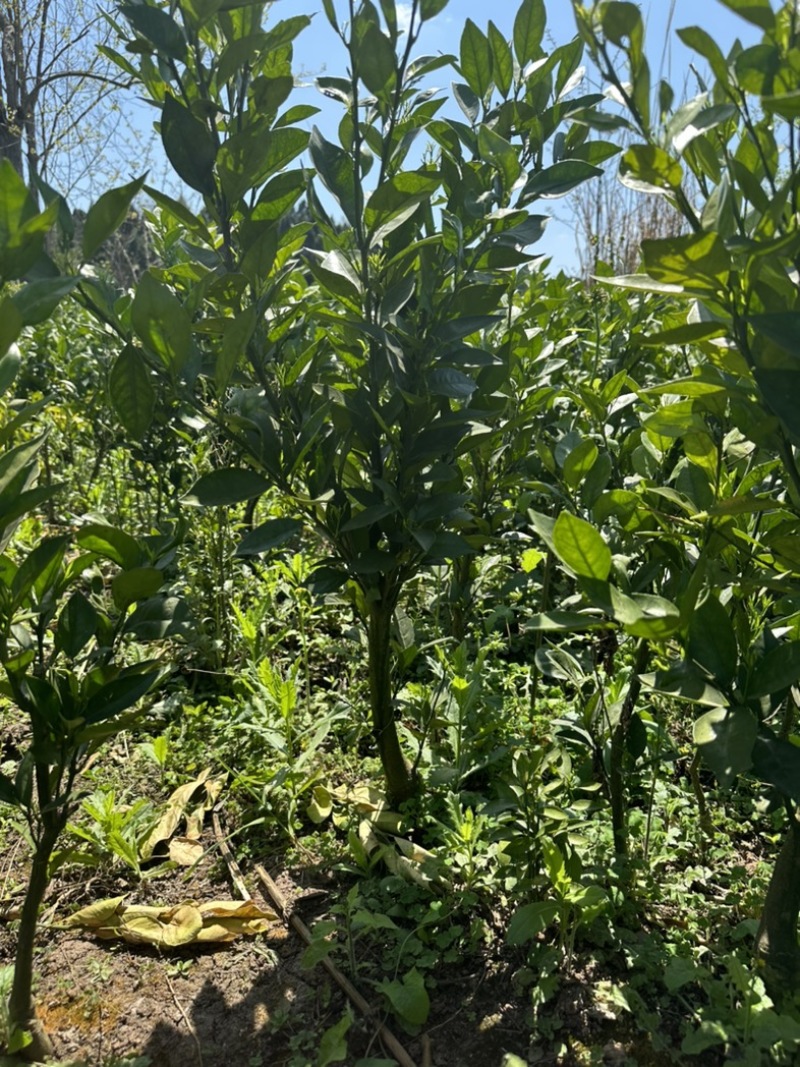 纽荷尔挤橙苗