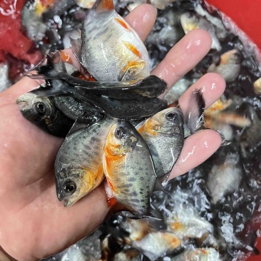 淡水白鲳鱼鱼，适应环境强，生长周期快，成活率高。