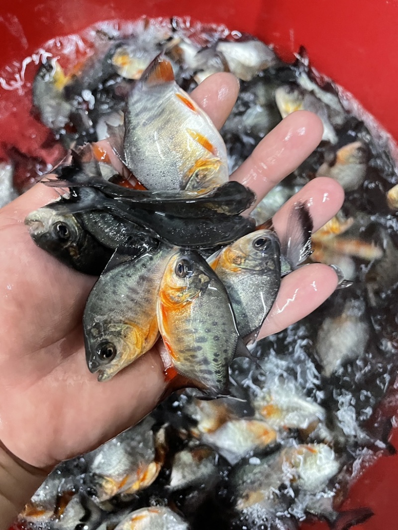 淡水白鲳鱼鱼，适应环境强，生长周期快，成活率高。