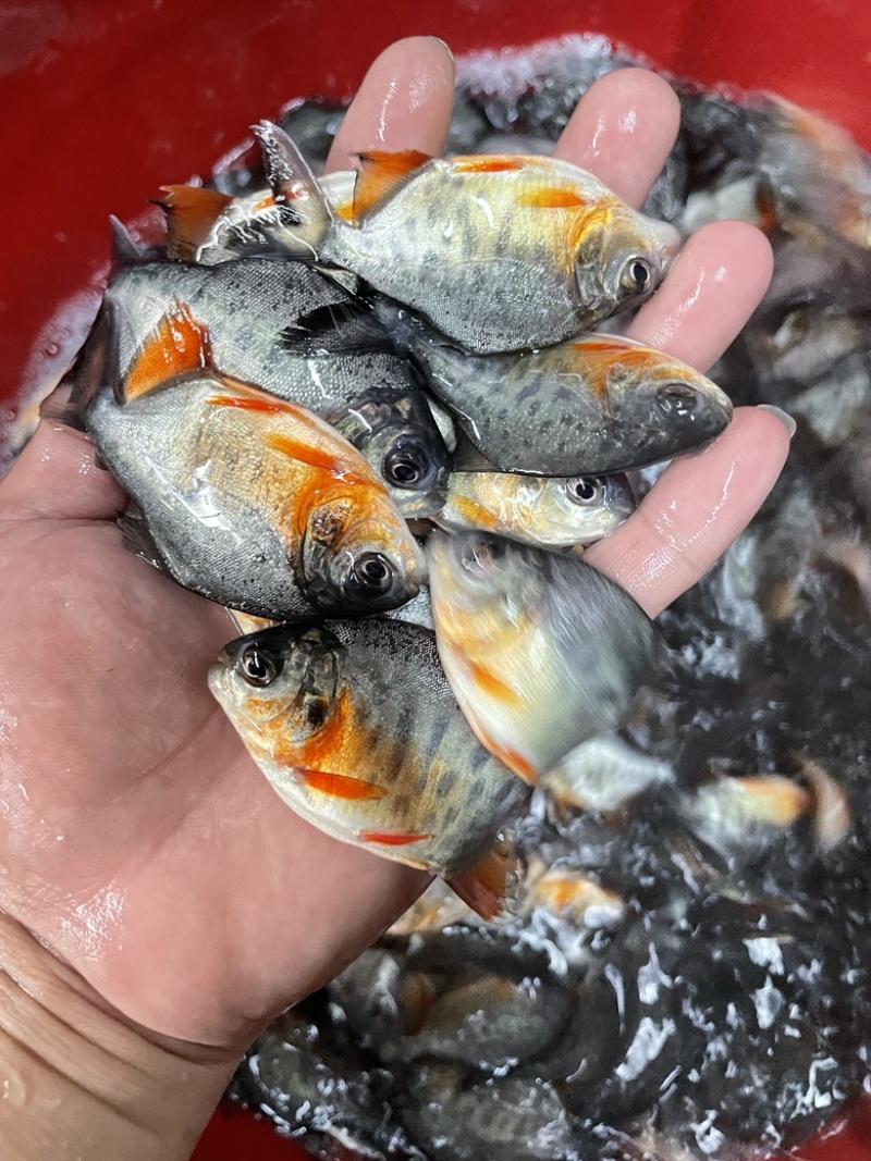 淡水白鲳鱼鱼，适应环境强，生长周期快，成活率高。