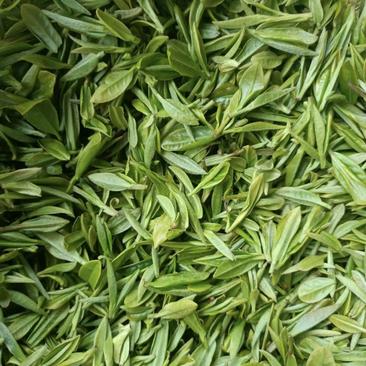 陕西毛尖绿茶新茶头采嫩芽浓香型产地直供品质保证全国发货