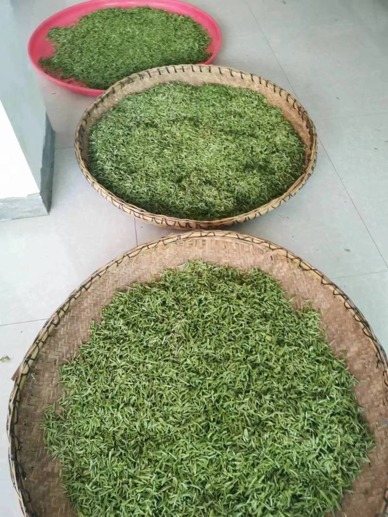 陕西毛尖绿茶新茶头采嫩芽浓香型产地直供品质保证全国发货