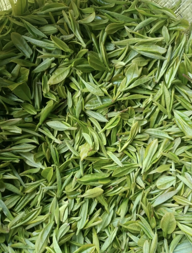 陕西毛尖绿茶新茶头采嫩芽浓香型产地直供品质保证全国发货