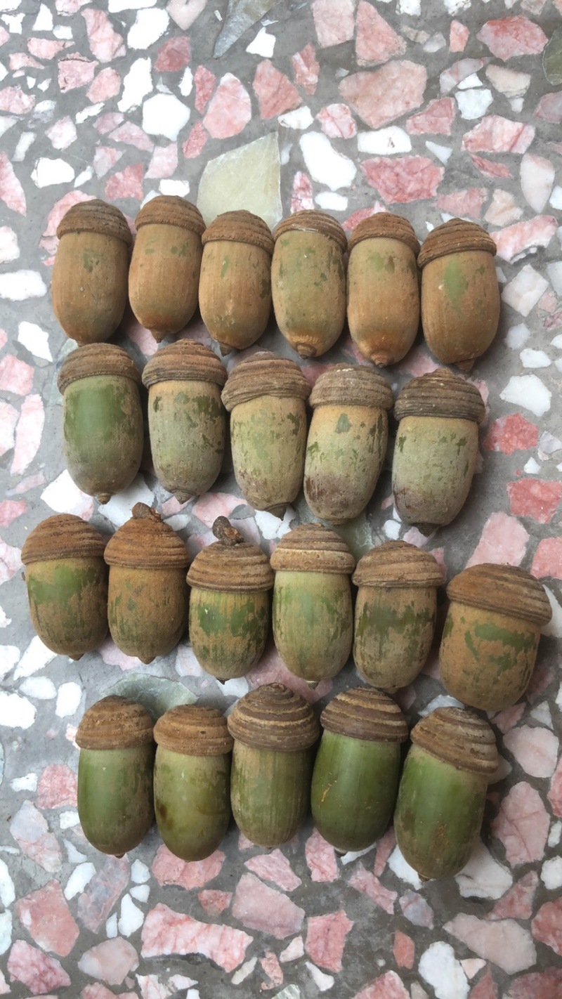 野生狗鞭果鲜货毛毛果猪仔粒通货鲜果产地批发
