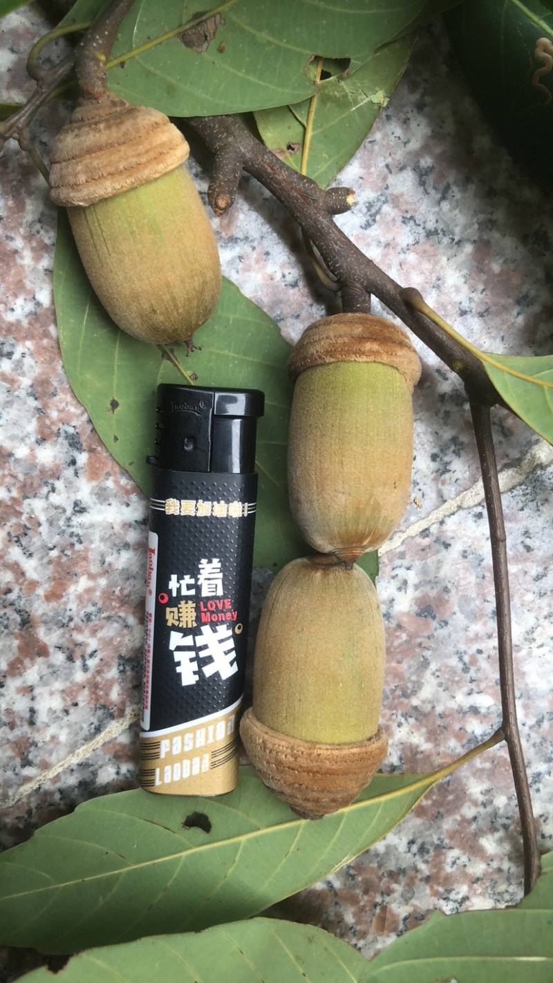 野生狗鞭果鲜货毛毛果猪仔粒通货鲜果产地批发
