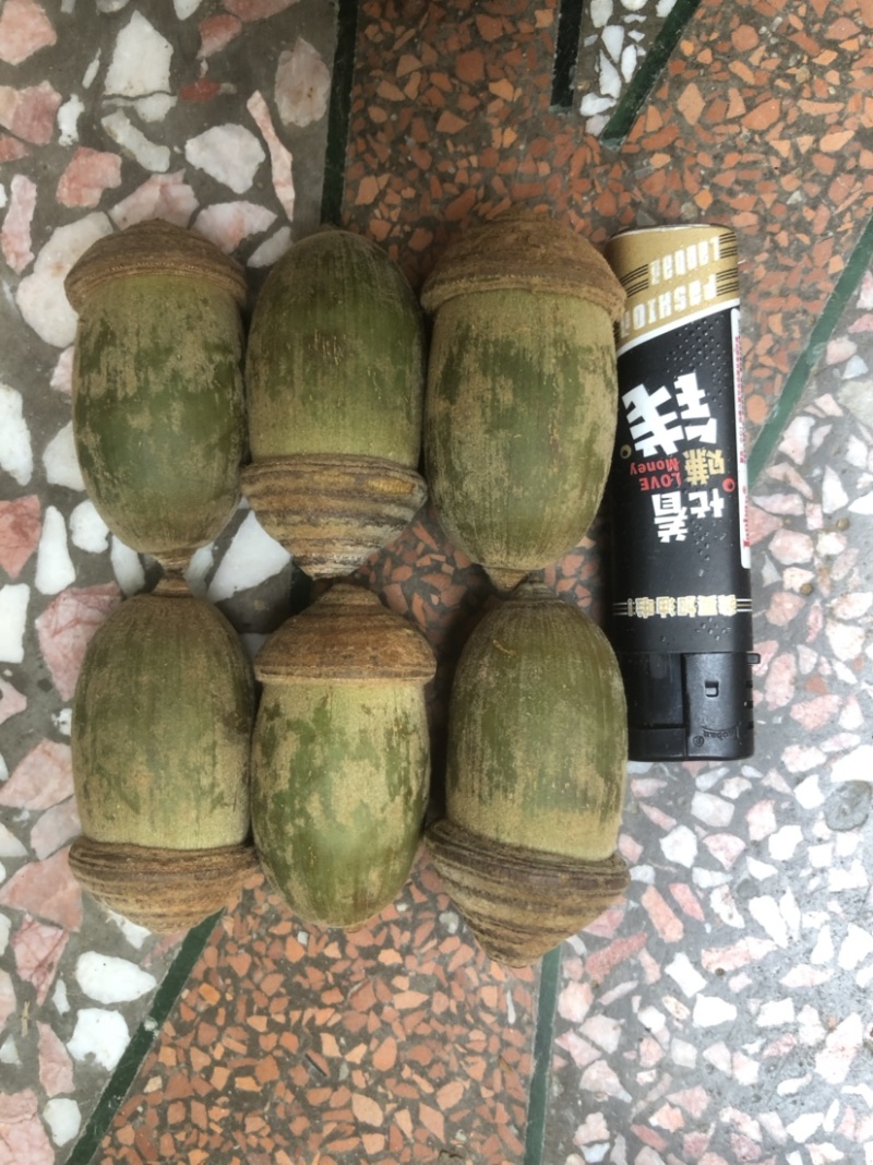 野生狗鞭果鲜货毛毛果猪仔粒通货鲜果产地批发