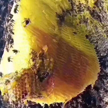 云南野生蜂蜜大量现货支持现场看货品质保证