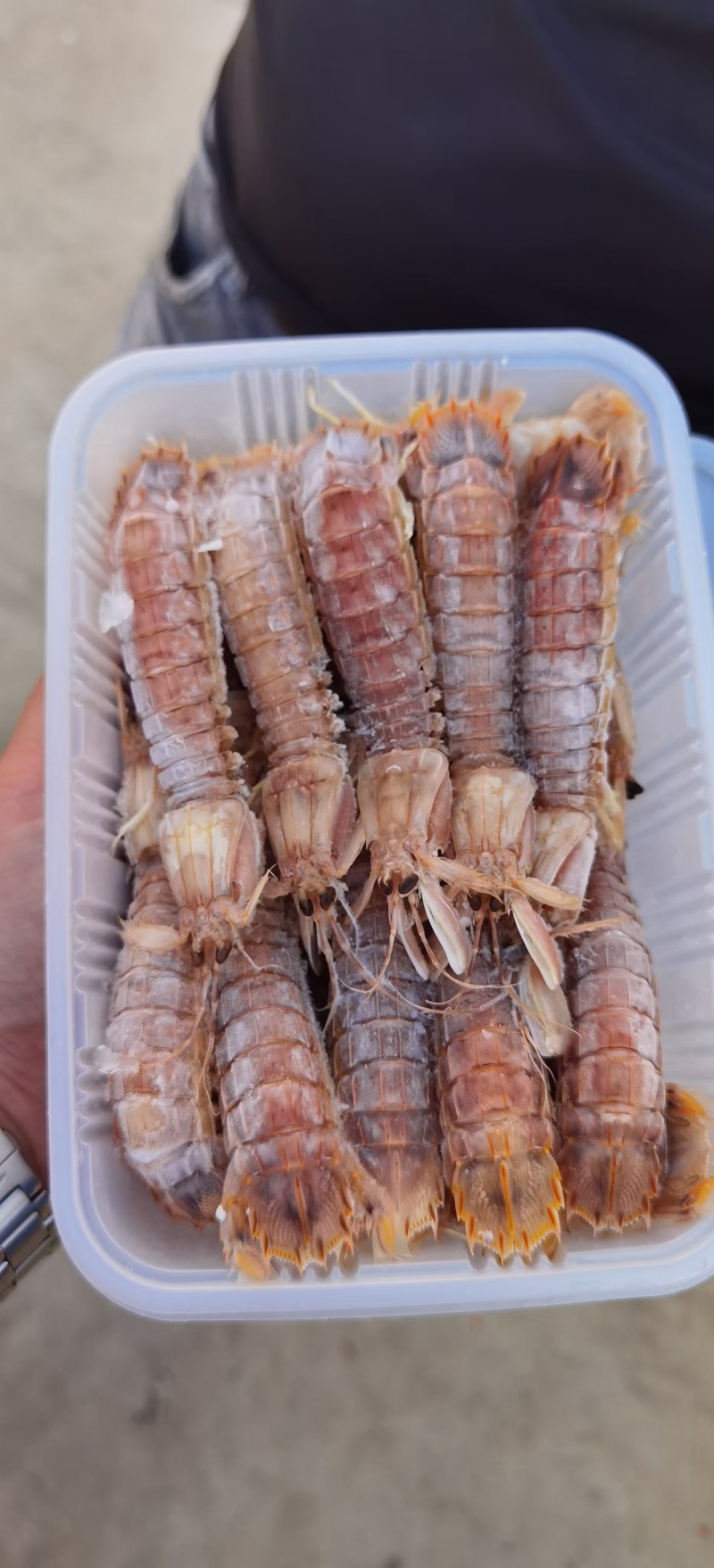 皮皮虾
