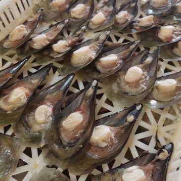半壳江瑶贝