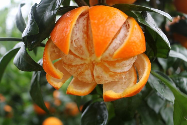 一张展示沃柑、柑子、橙子、柚子的对比图,帮助读者直观理解它们之间的差异 沃柑与其他柑橘类水果对比图