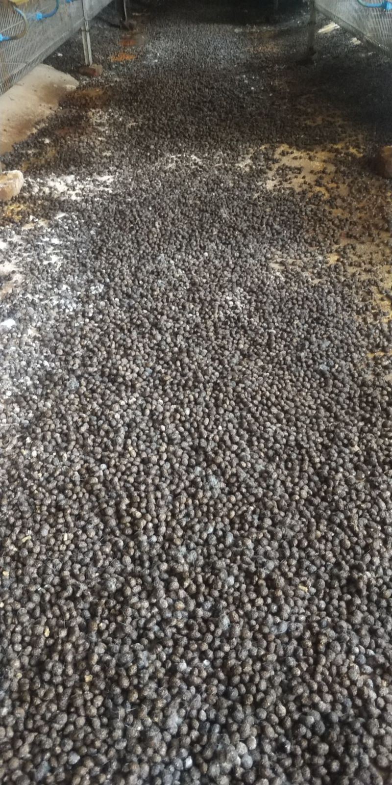 《精选》风干兔子粪厂家直发质量好货源稳定可常年供货
