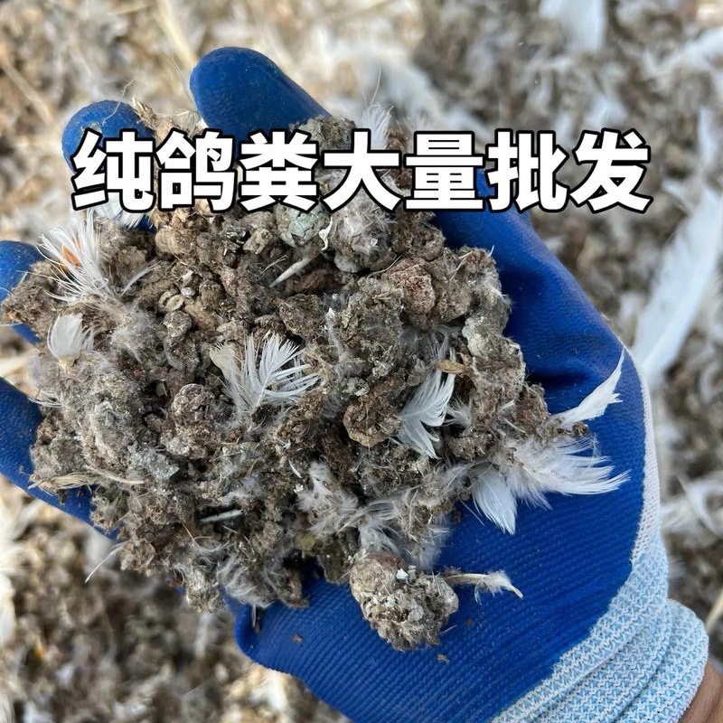 鸽子粪《精选》自然风干包大货好厂家常年供应招代理商