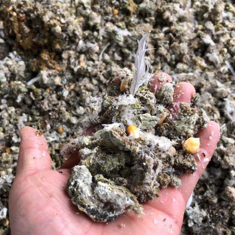 鸽子粪《精选》自然风干包大货好厂家常年供应招代理商