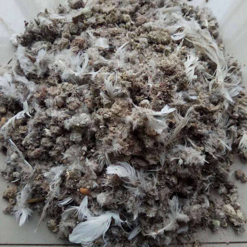 鸽子粪《精选》自然风干包大货好厂家常年供应招代理商