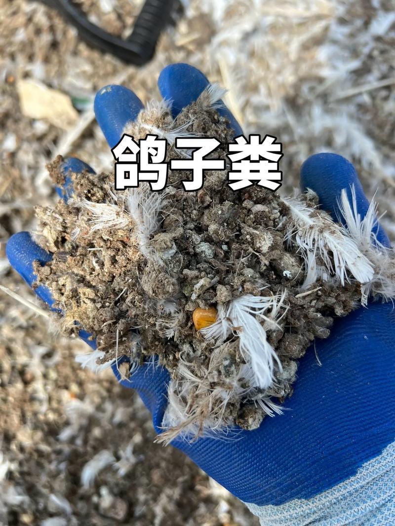 鸽子粪《精选》自然风干包大货好厂家常年供应招代理商