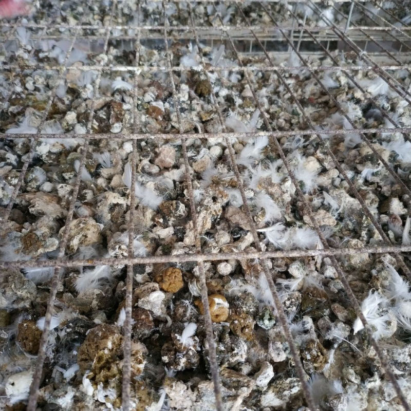 鸽子粪《精选》自然风干包大货好厂家常年供应招代理商
