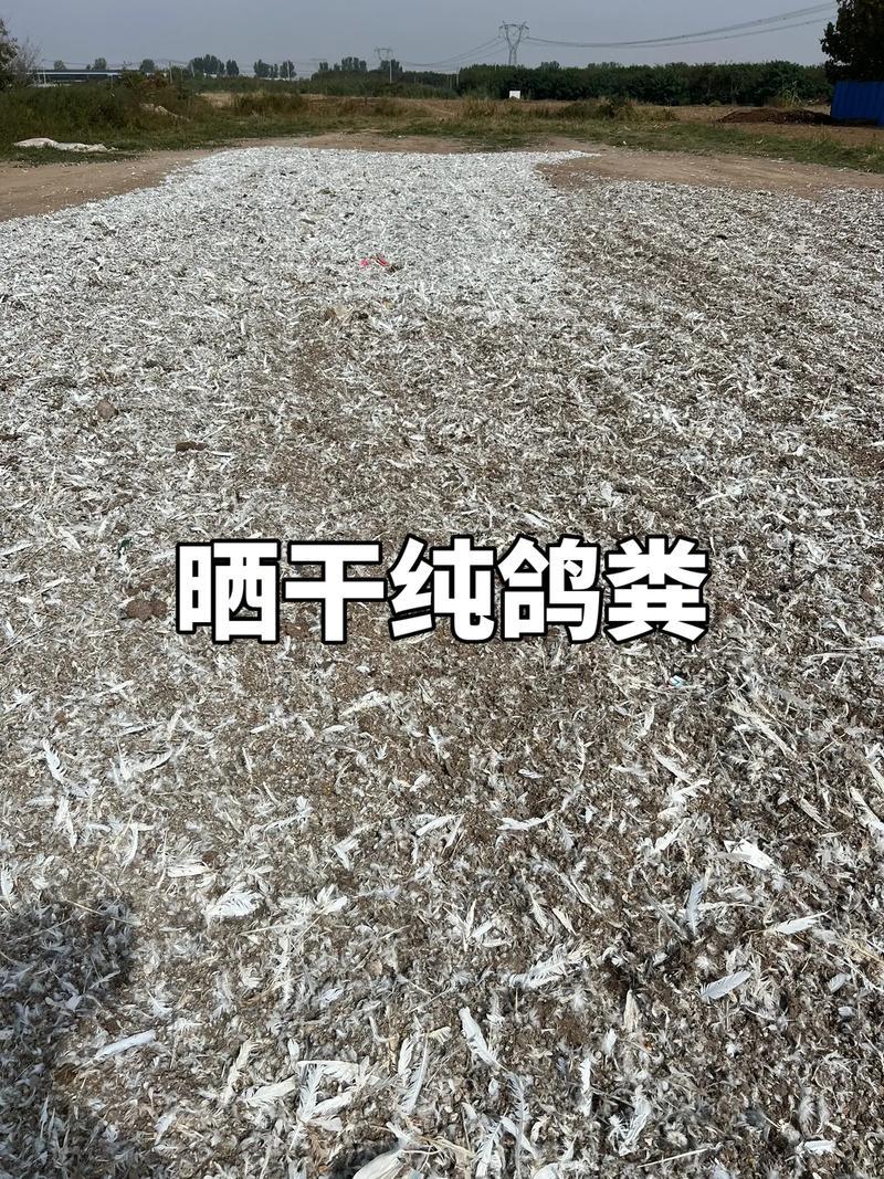 鸽子粪《精选》自然风干包大货好厂家常年供应招代理商