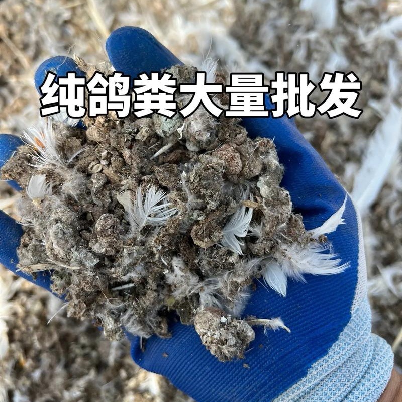 《纯风干鸽子粪》纯干无杂质可长期合作供货欢迎考察选购