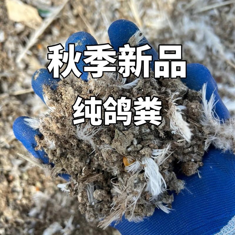 《纯风干鸽子粪》纯干无杂质可长期合作供货欢迎考察选购