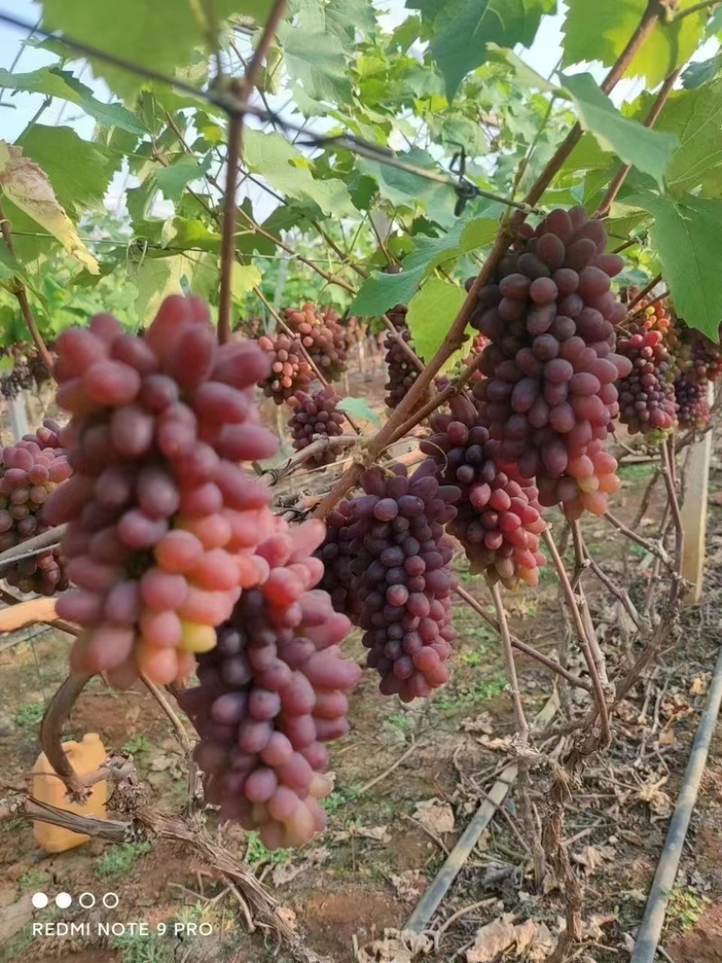 茉莉香葡萄代办茉莉香葡萄电商货代收云南水果一件代发