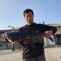 花鲢鳙鱼湖北武汉鳙鱼专业养殖，直发保质可视频看