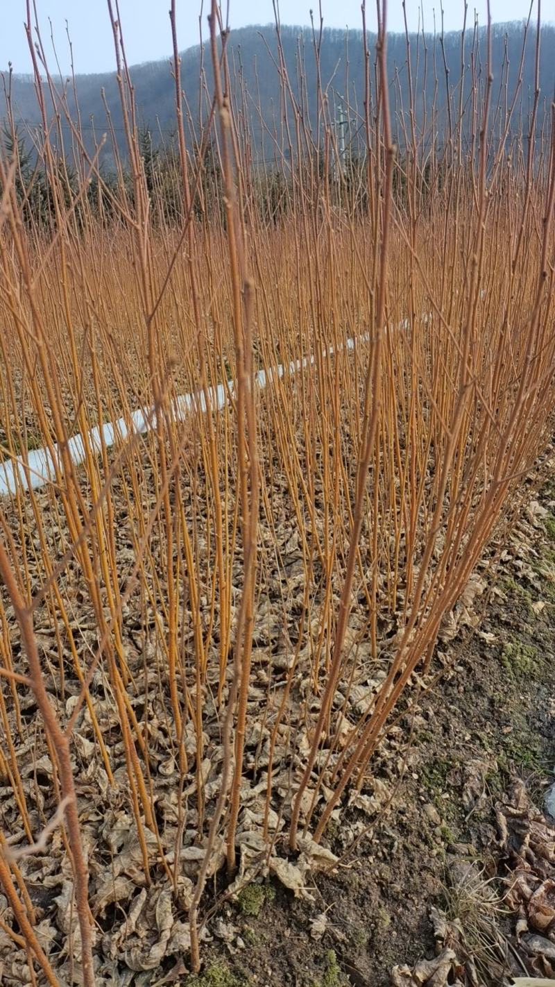 二年‘白桦裸根苗白桦华树苗基地直发大量供货欢迎资询