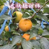 太秋甜脆柿子，直接可以吃的柿子。哈密瓜的香味，苹果的口感